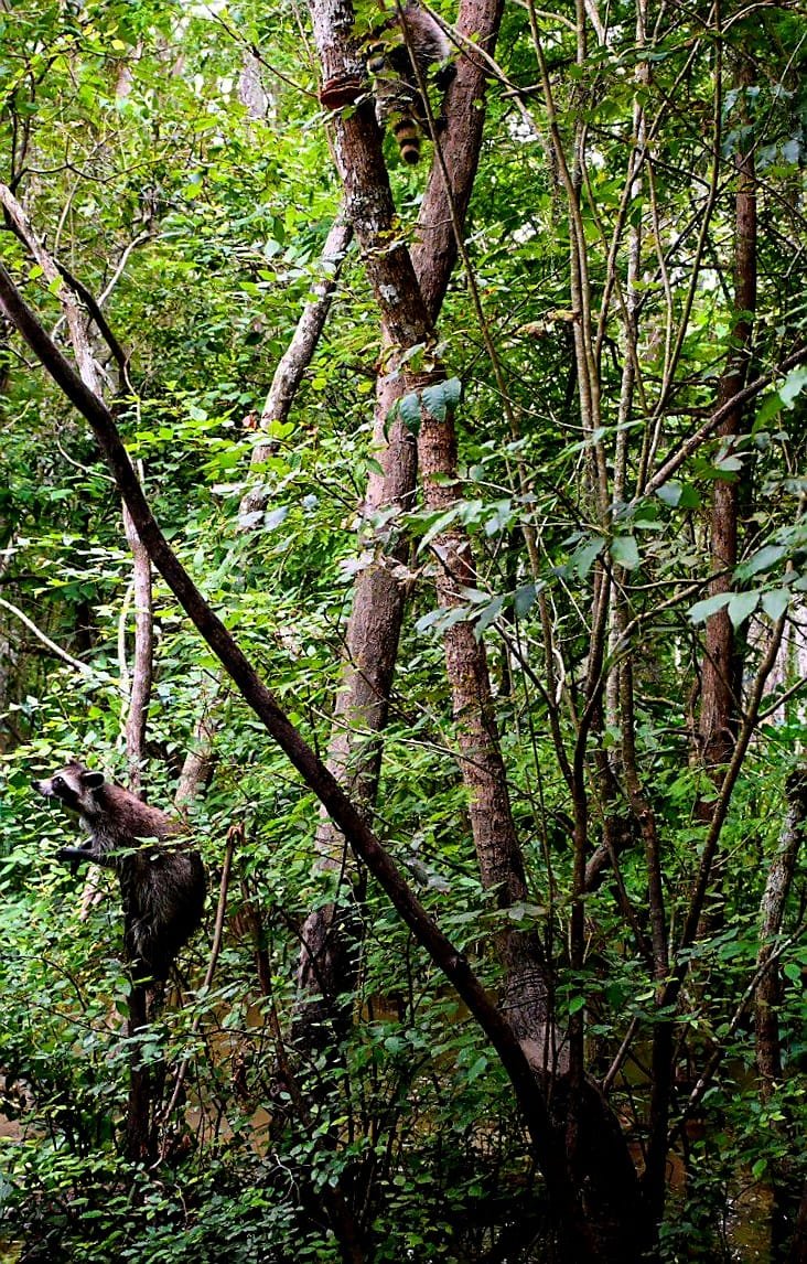 Natura