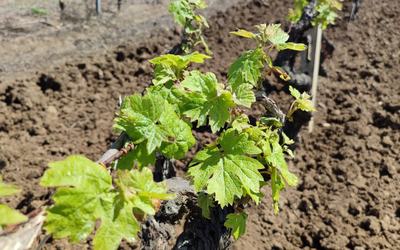 Terre Primitive: una chiacchierata con il Signor P.