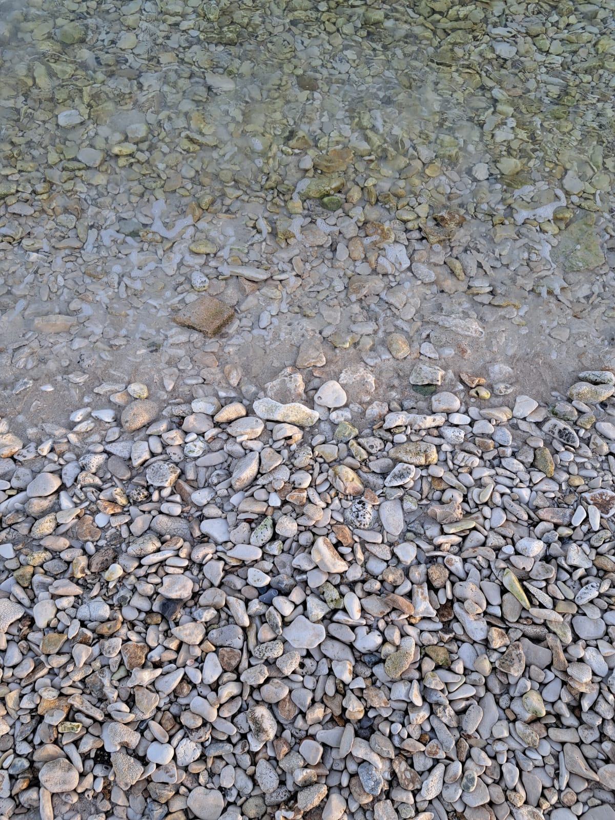 Mare (1)